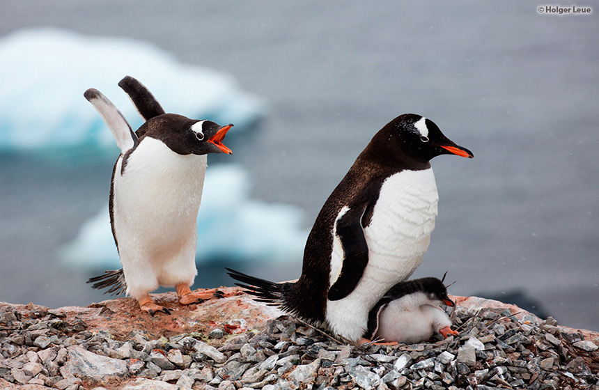 Antarctic_2020_11_Abenteuer und Wildtiere